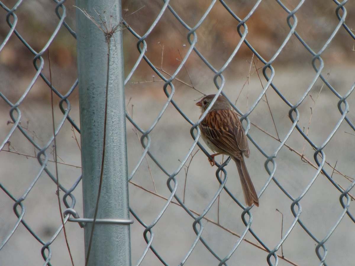 Field Sparrow - ML621578014