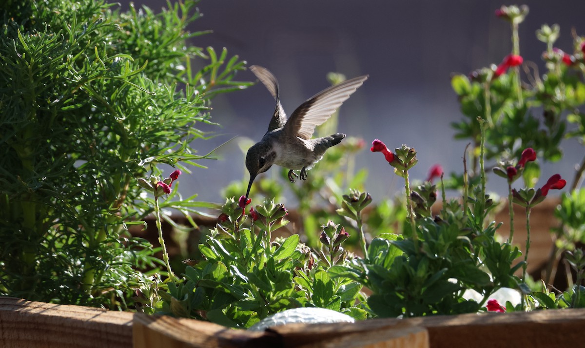 eBird Checklist 17 Jul 2024 Artesia Pahrump, Nv. (Nye County) 10