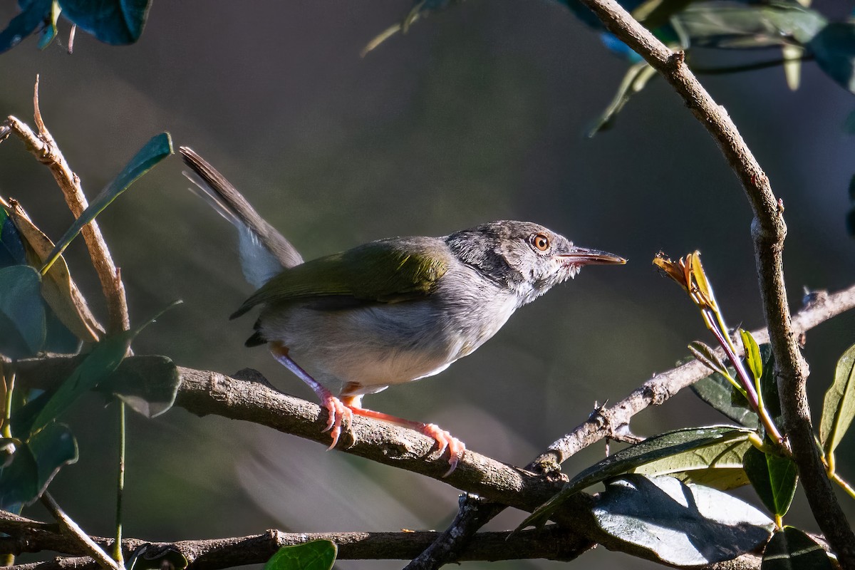 Green-backed Camaroptera (Green-backed) - ML621578058