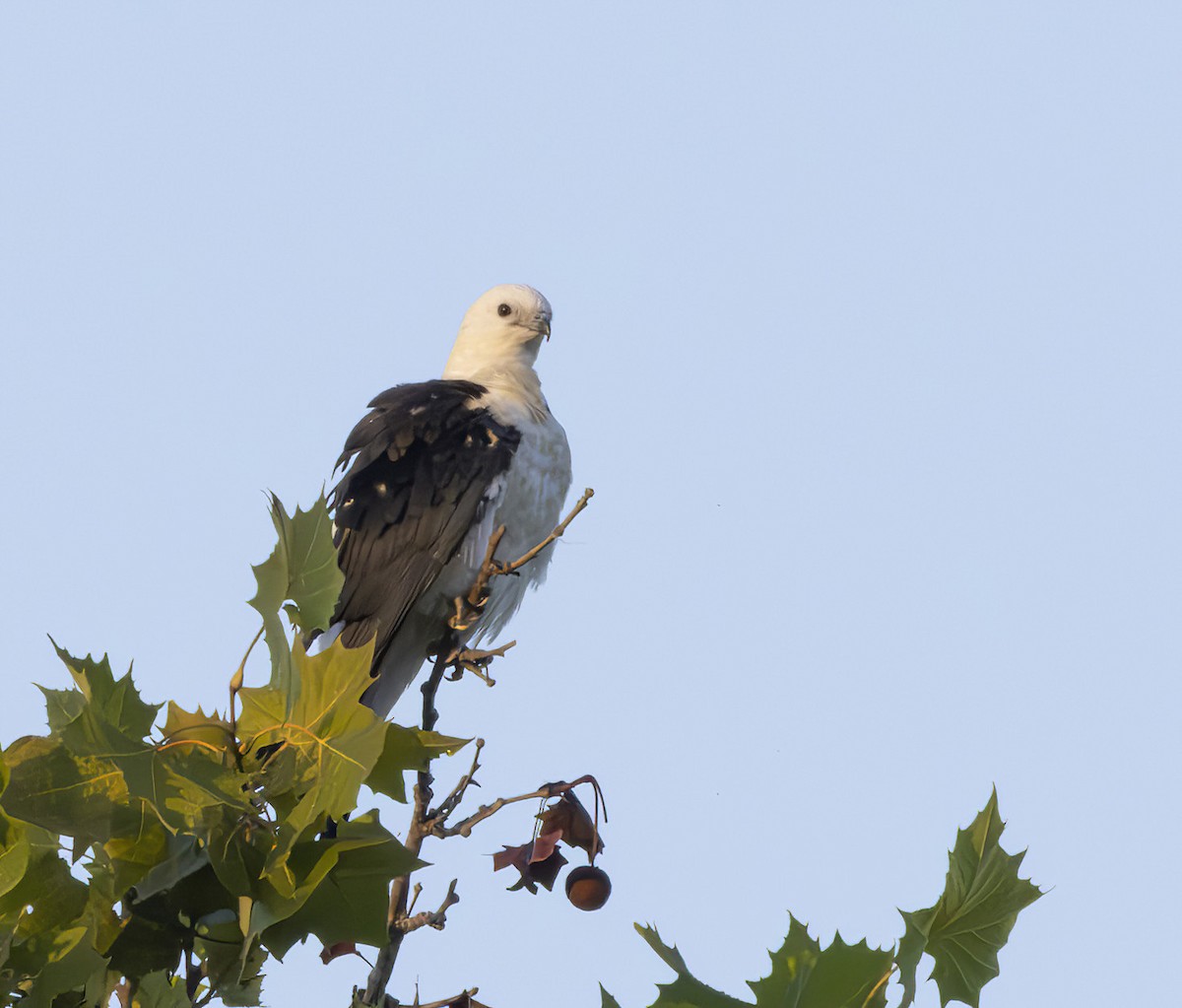 Swallow-tailed Kite - ML621578085