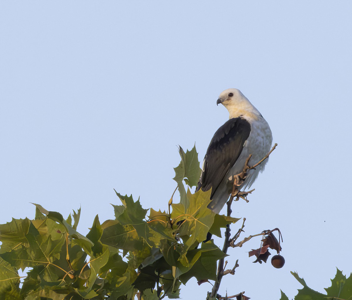 Swallow-tailed Kite - ML621578086