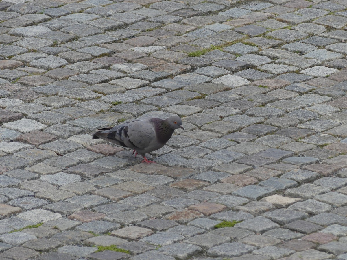 Rock Pigeon (Feral Pigeon) - ML621578142