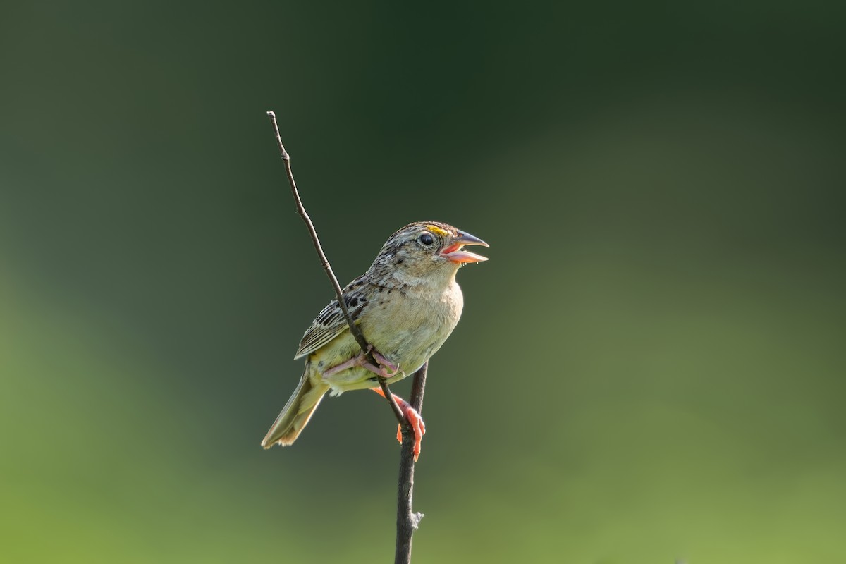 Grasshopper Sparrow - ML621578162