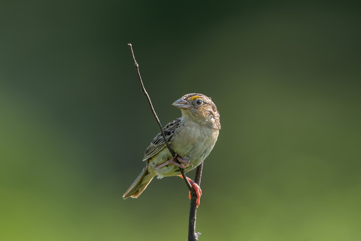 Grasshopper Sparrow - ML621578163