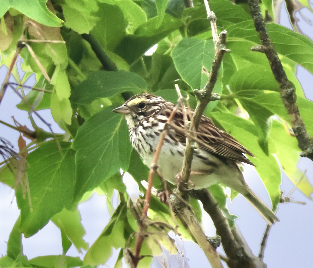 Savannah Sparrow - ML621578170