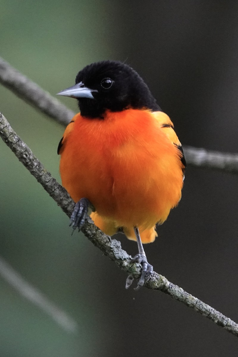 Baltimore Oriole - ML621578174