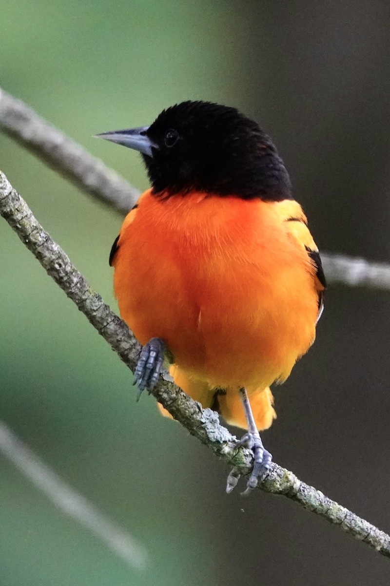 Baltimore Oriole - ML621578179