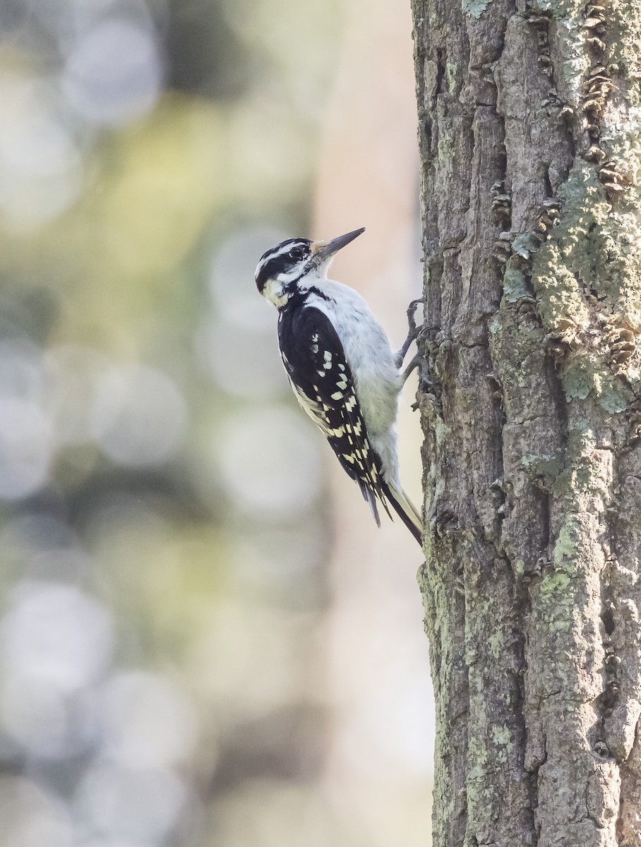 Hairy Woodpecker - ML621578218