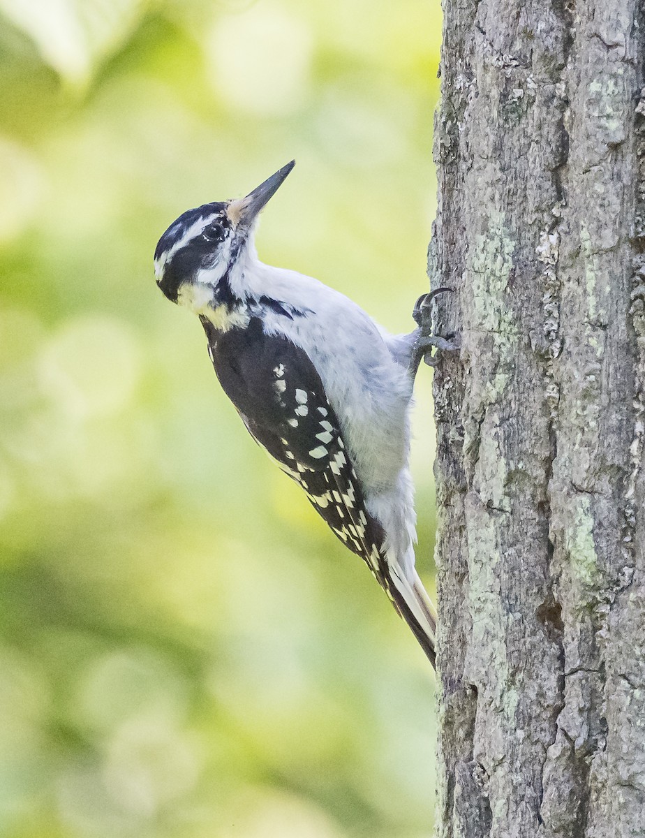 Hairy Woodpecker - ML621578219