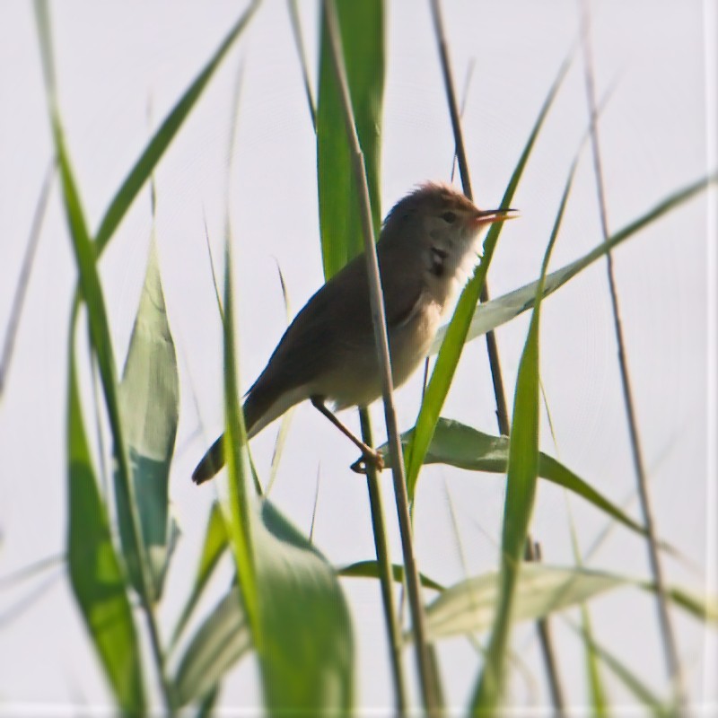 Common Reed Warbler - ML621578350