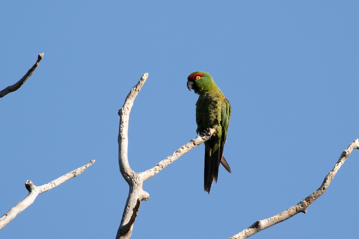 Thick-billed Parrot - ML621578351