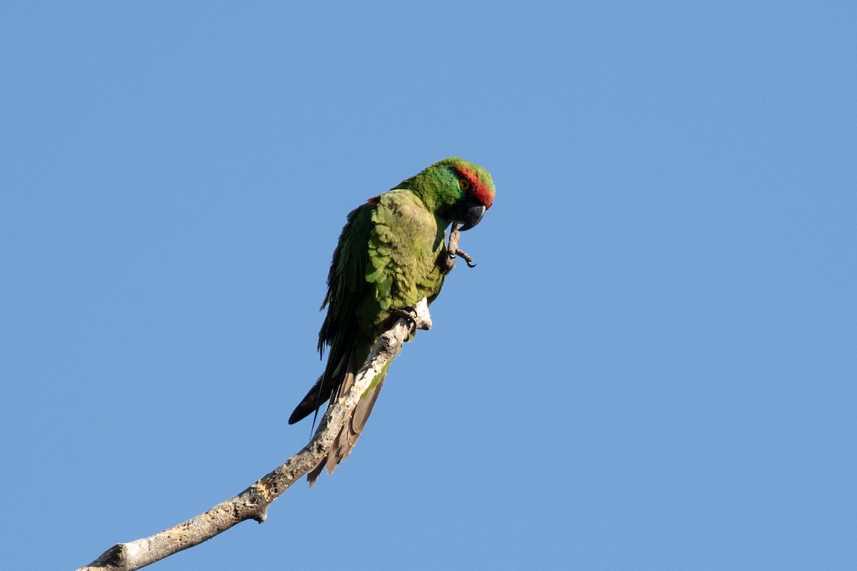 Thick-billed Parrot - ML621578353