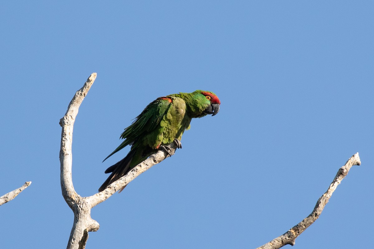 Thick-billed Parrot - ML621578355