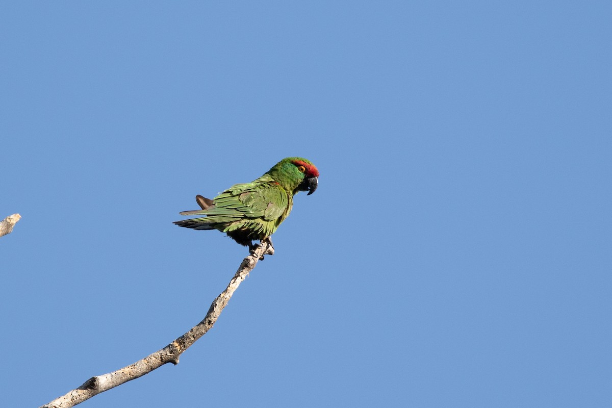 Thick-billed Parrot - ML621578356