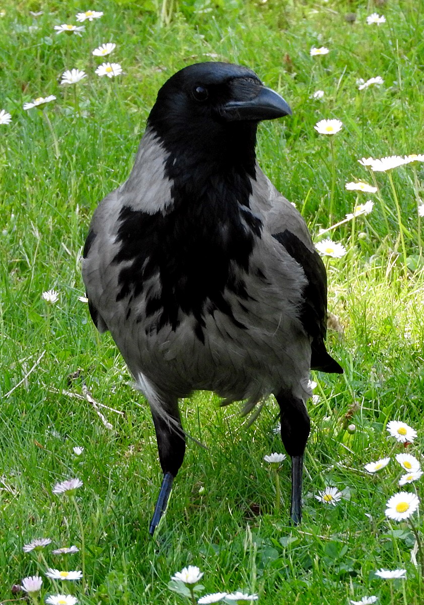 Hooded Crow (Hooded) - ML621578453