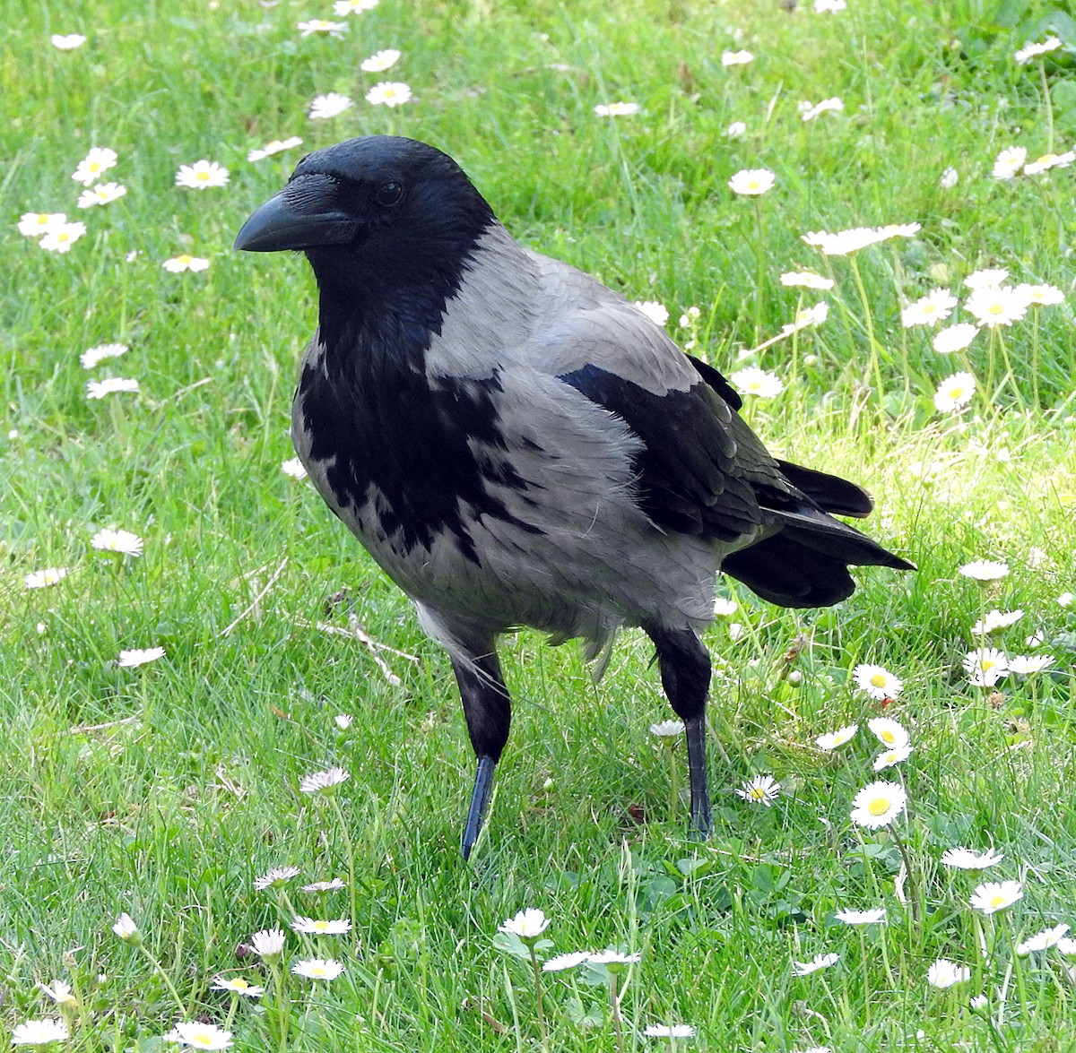 Hooded Crow (Hooded) - ML621578454