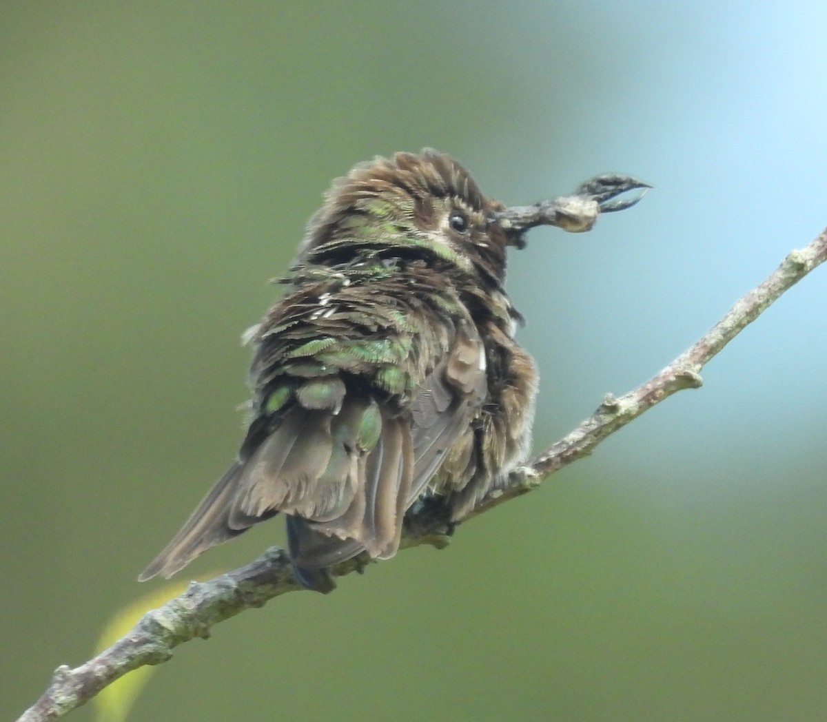 Anna's Hummingbird - ML621578491