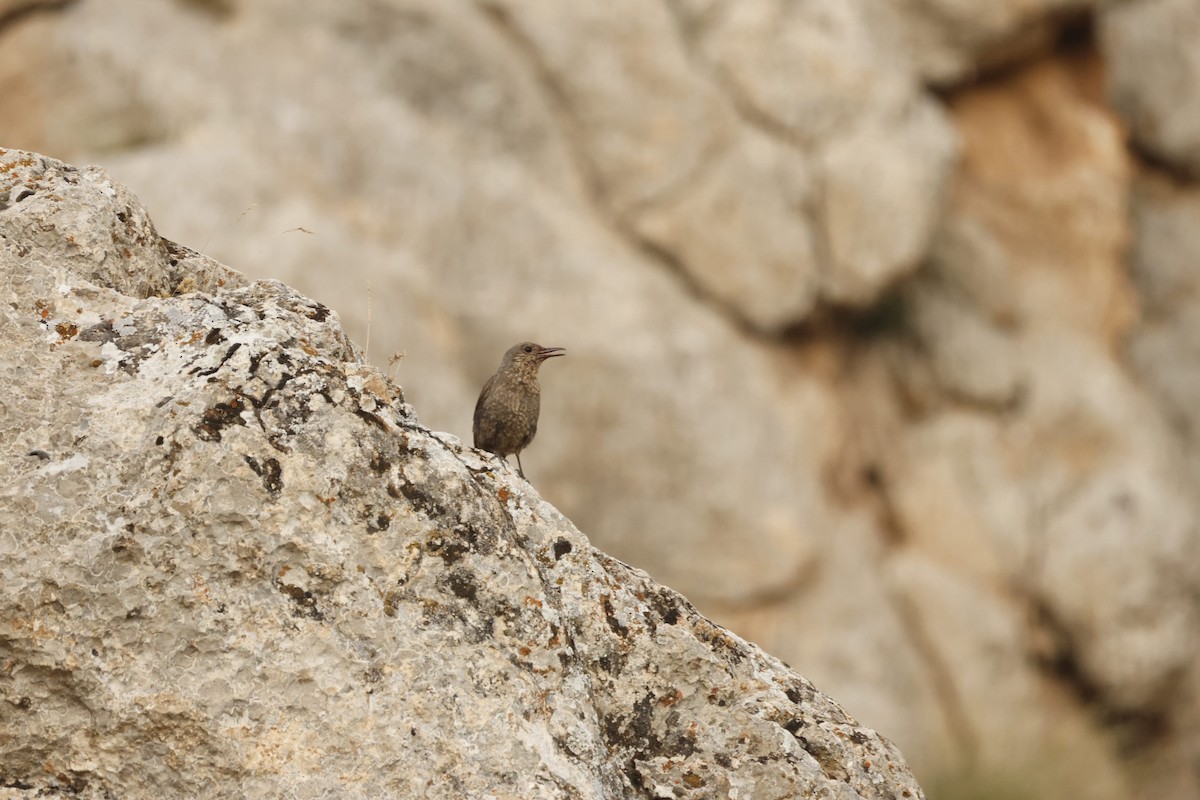 Blue Rock-Thrush - Murat Polat