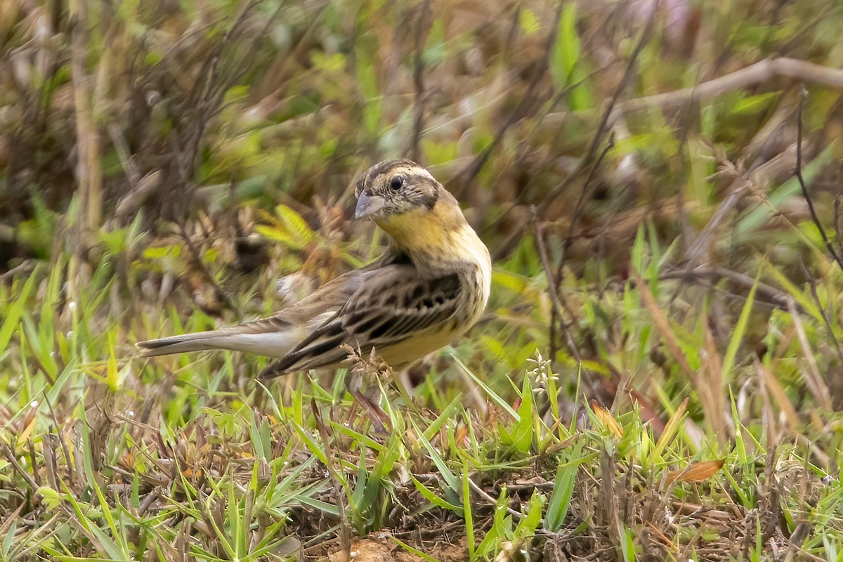 Yellow-breasted Bunting - ML621578625