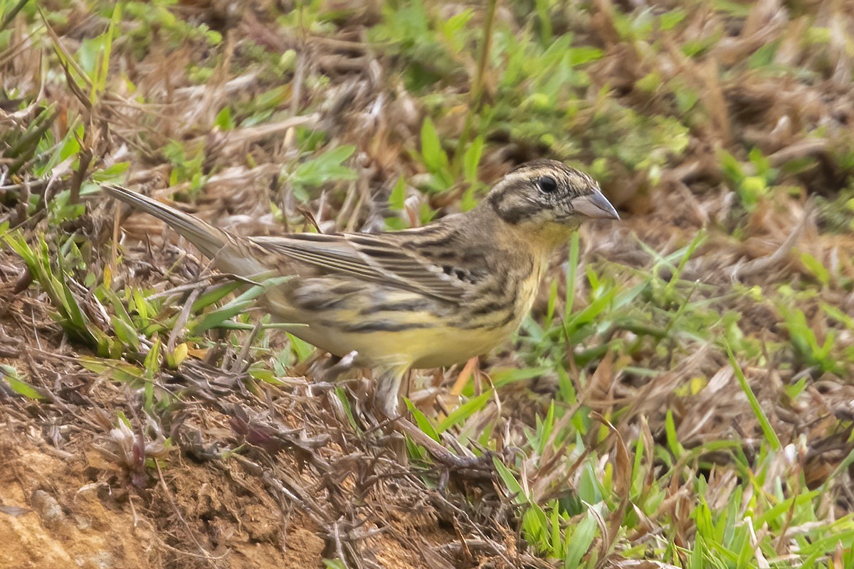 Yellow-breasted Bunting - ML621578628