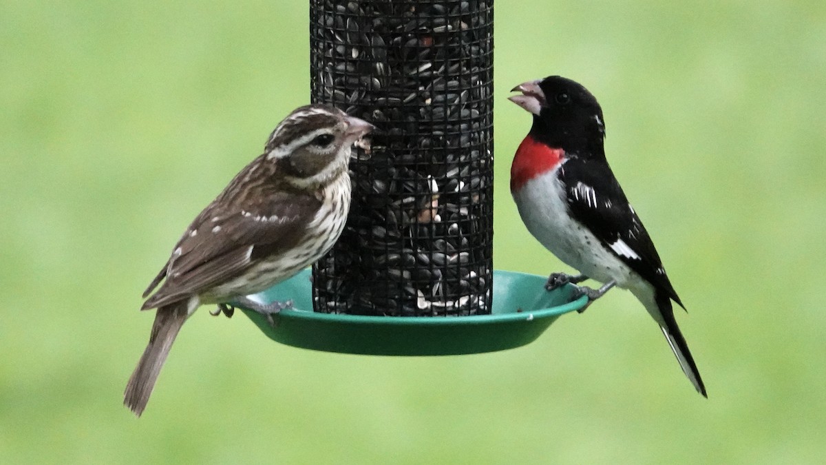 Rose-breasted Grosbeak - Tom Shepard