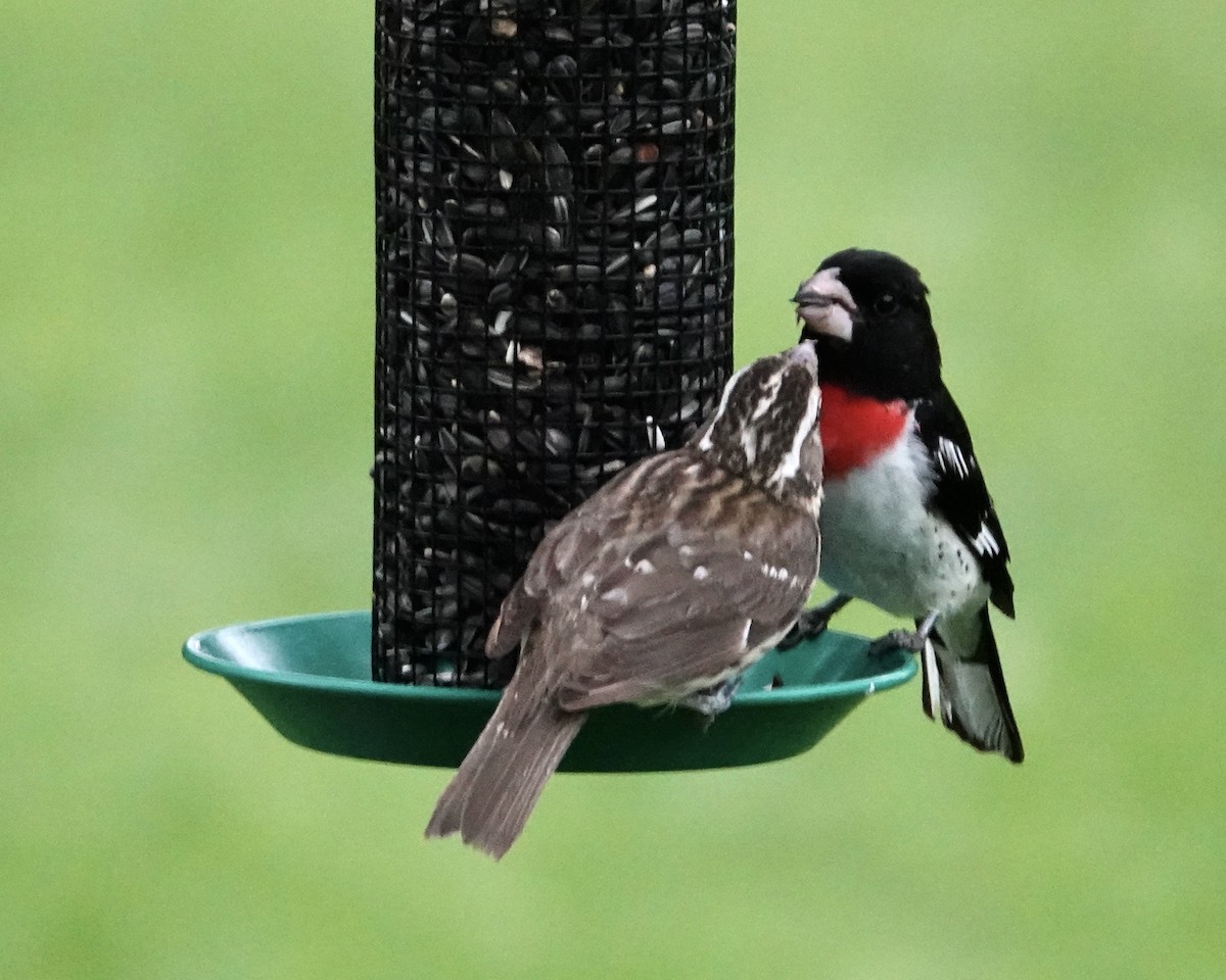 Rose-breasted Grosbeak - ML621578653