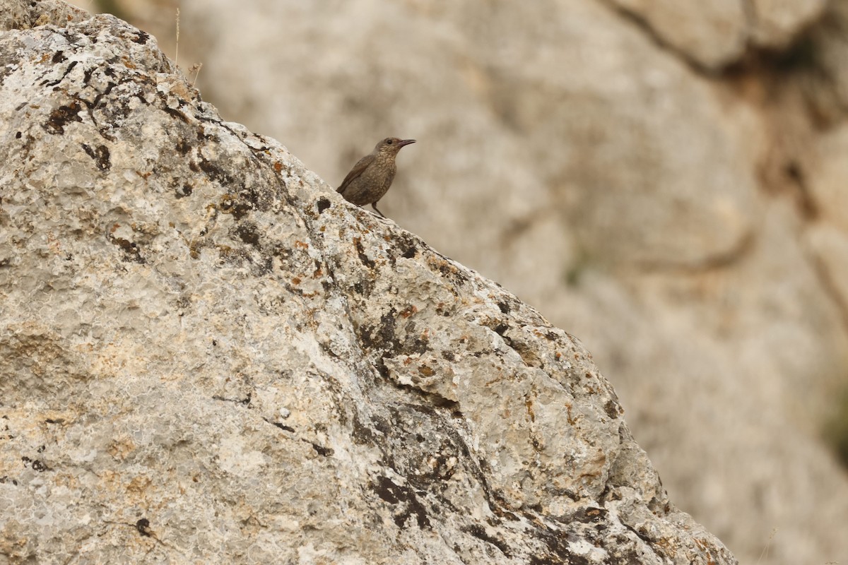 Blue Rock-Thrush - Murat Polat