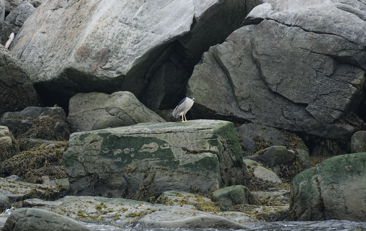 Black-crowned Night Heron - ML621578793