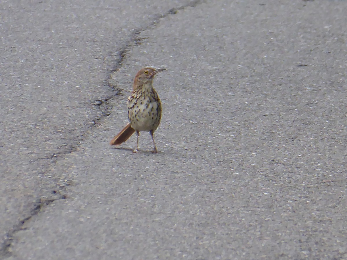 Brown Thrasher - ML621578797