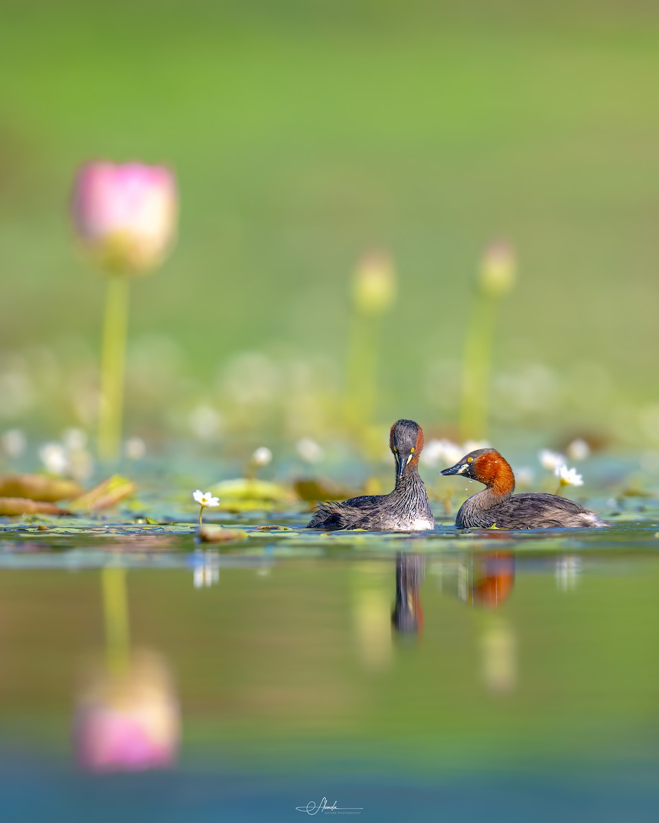 Little Grebe - ML621578827
