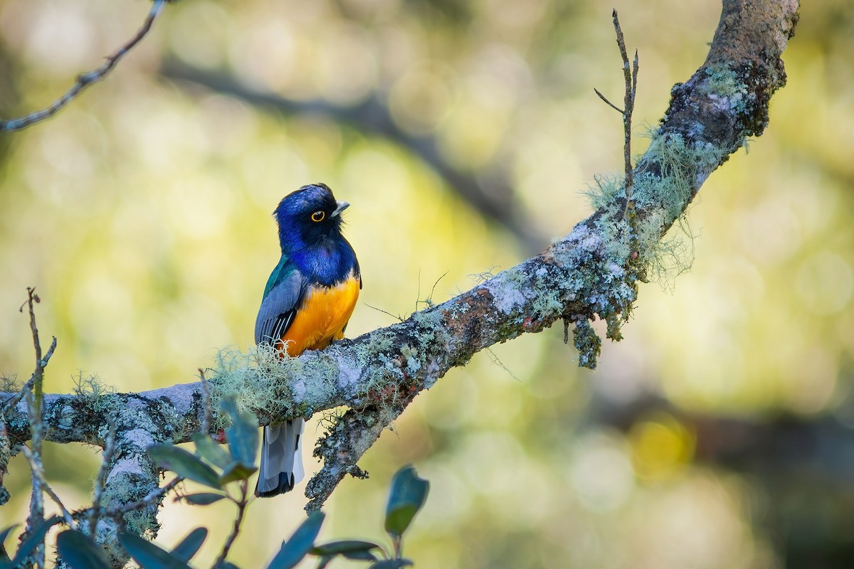 Surucua Trogon (Orange-bellied) - ML621578855