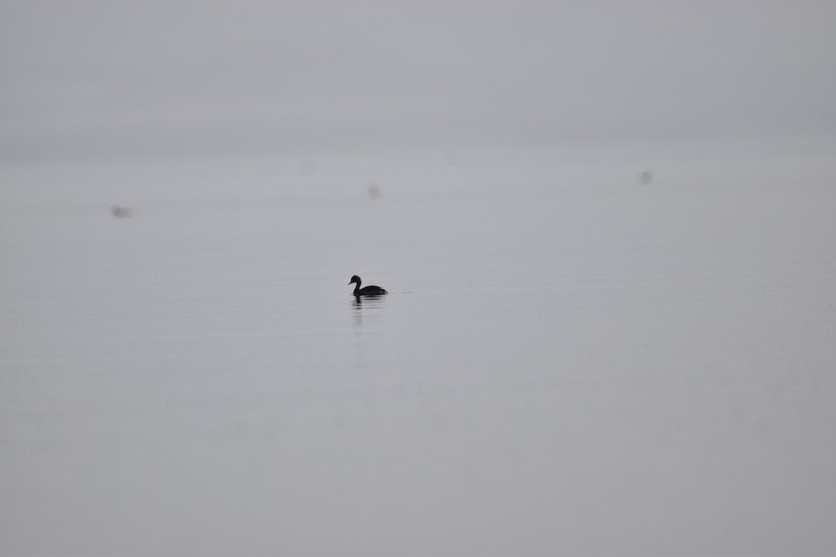 Eared Grebe - ML621578869