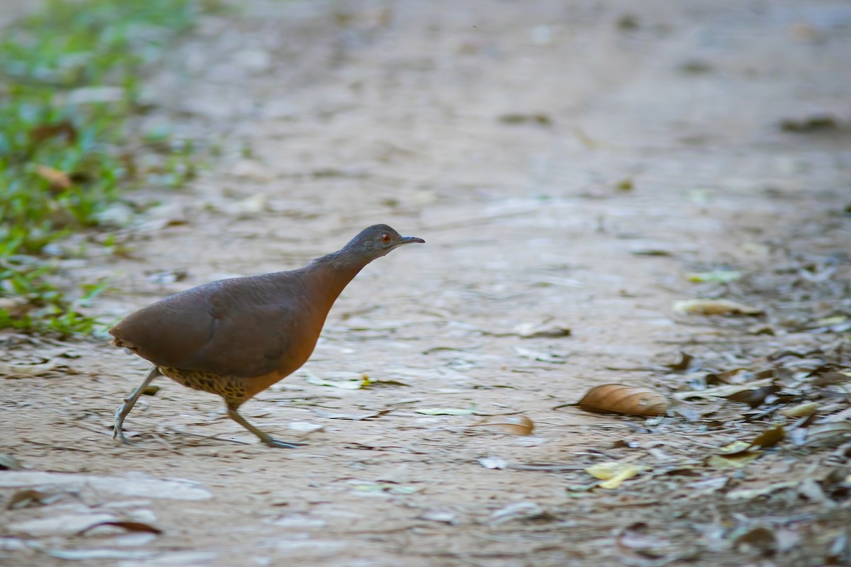 Brown Tinamou - ML621578886