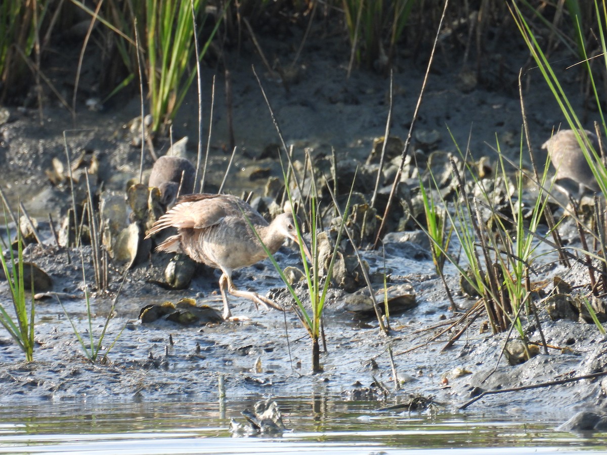 Clapper Rail - ML621578934