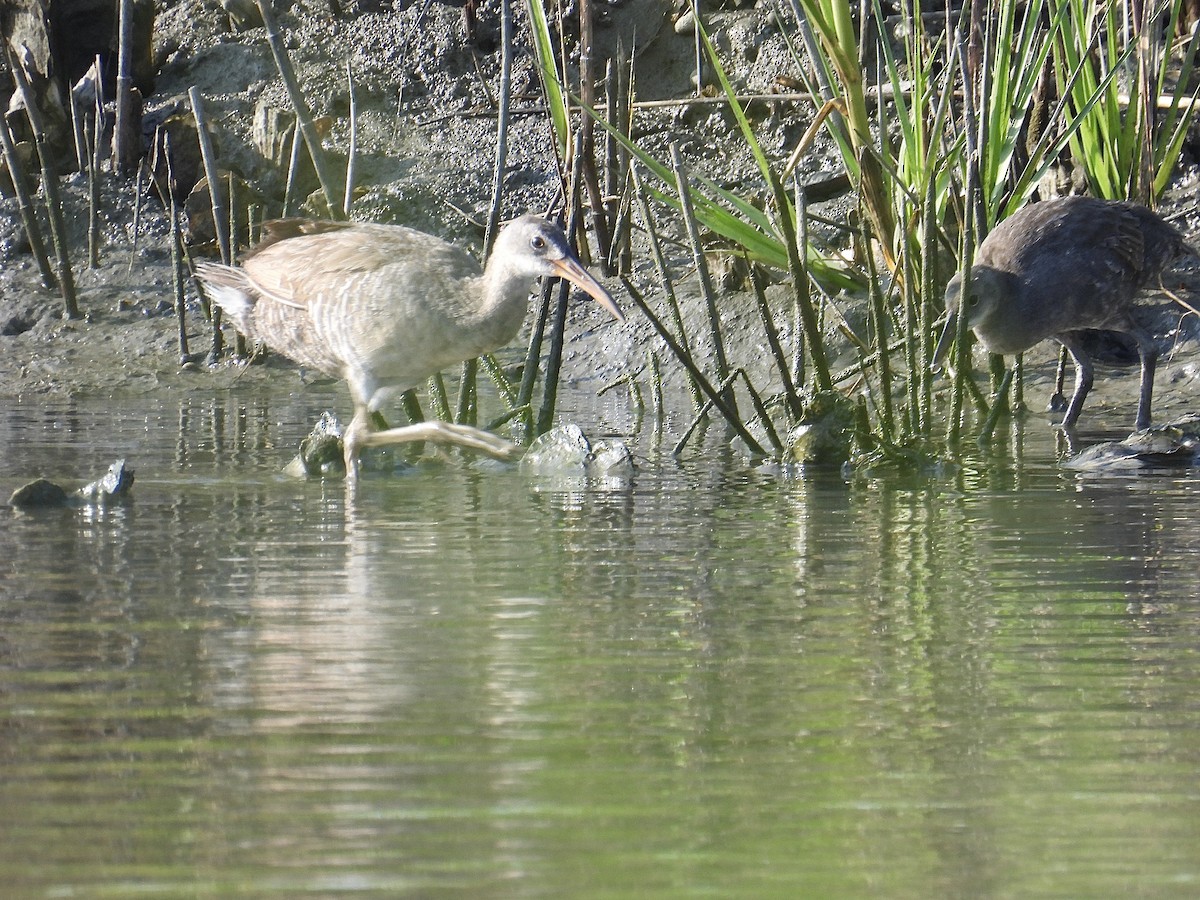 Clapper Rail - ML621578935