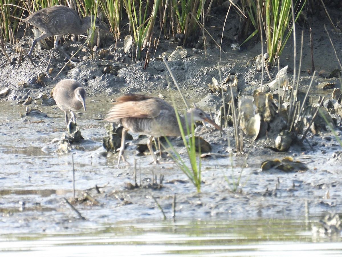 Clapper Rail - ML621578937