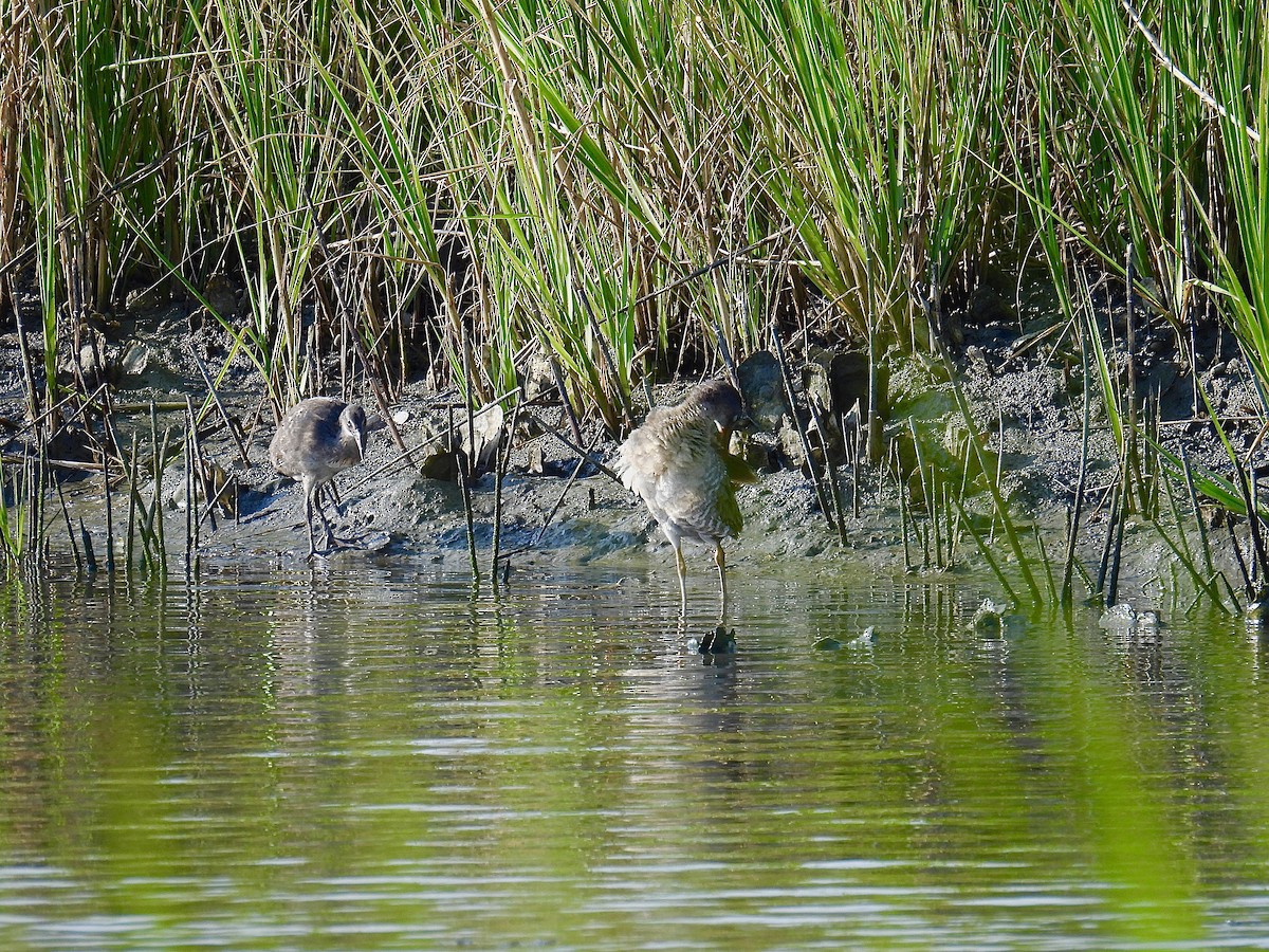 Clapper Rail - Kathy Spencer