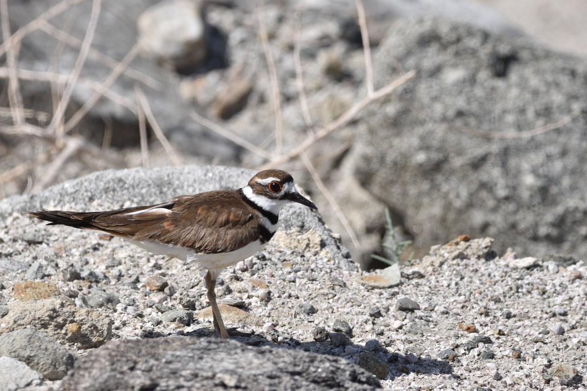 Killdeer - ML621578946