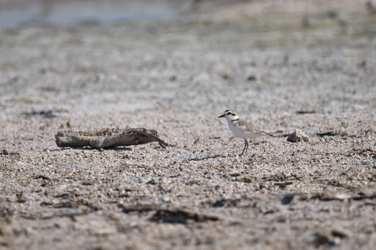 Snowy Plover - ML621578970