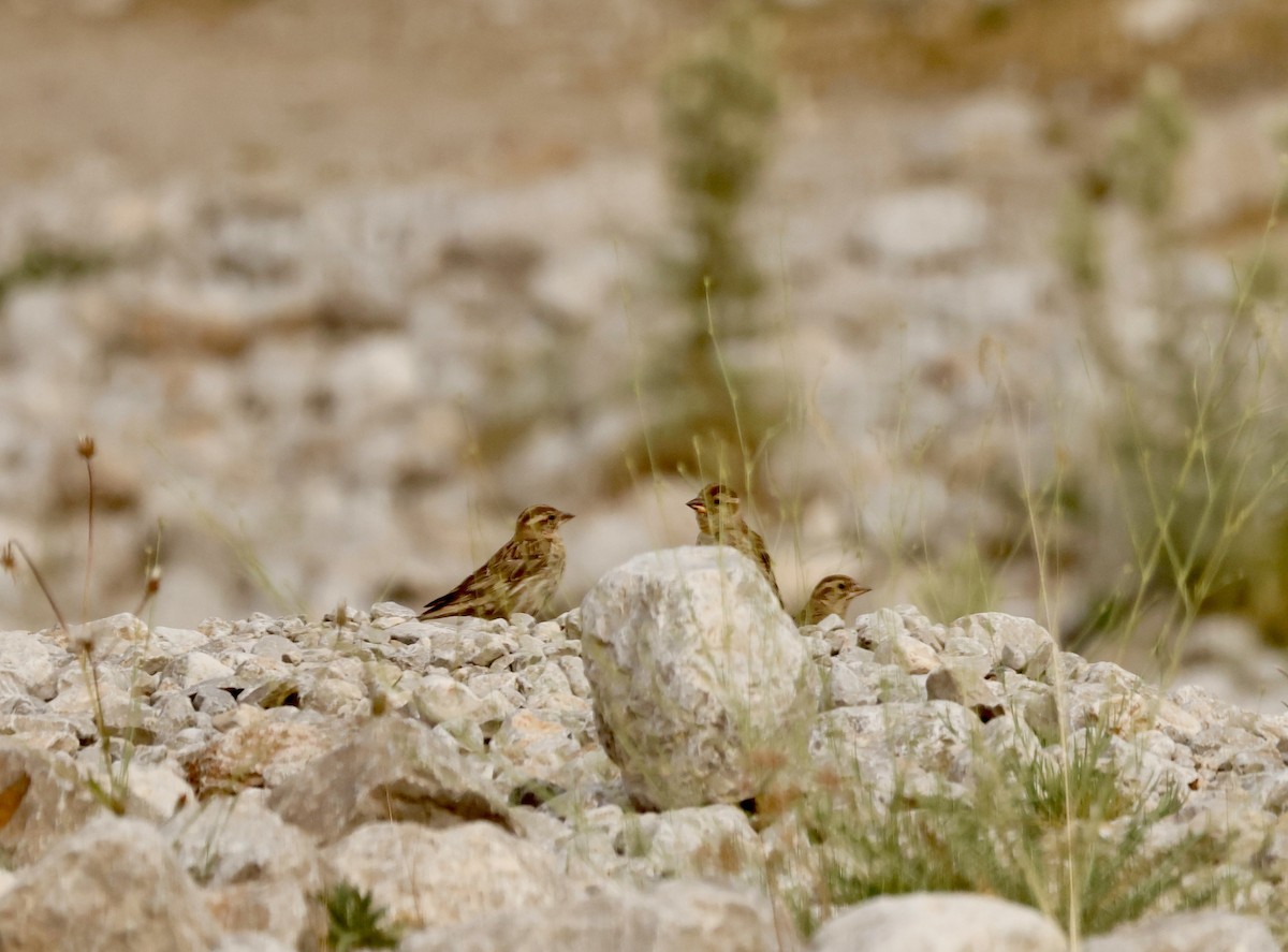 Rock Sparrow - Murat Polat