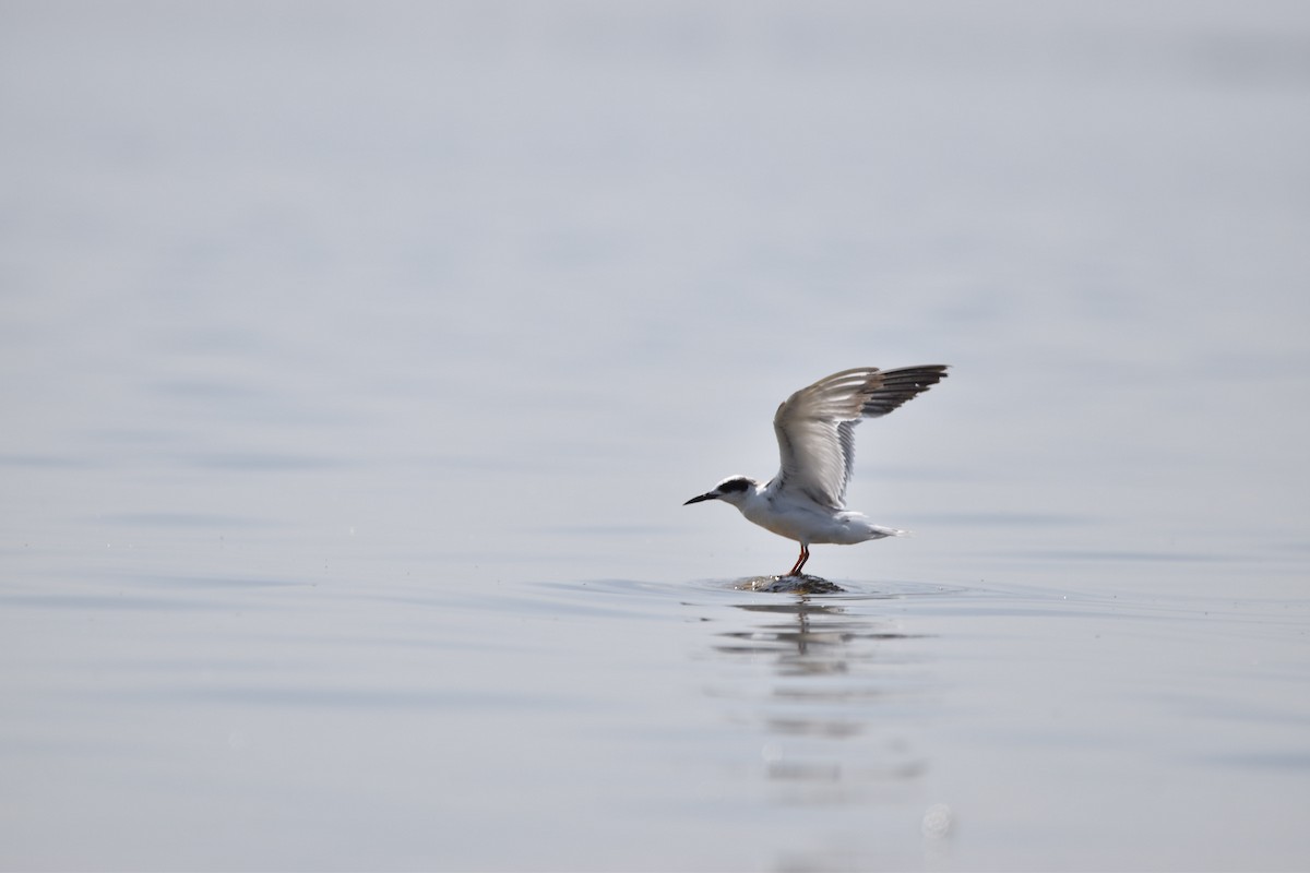 Forster's Tern - ML621578988