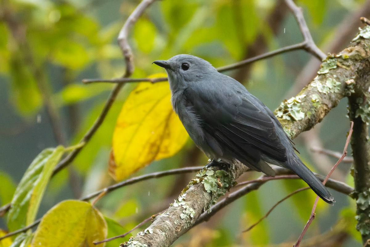 Gray Cuckooshrike - ML621579112