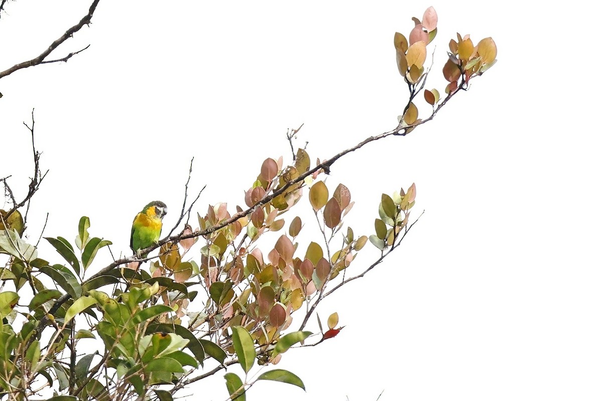 Dusky-cheeked Fig-Parrot - ML621579138