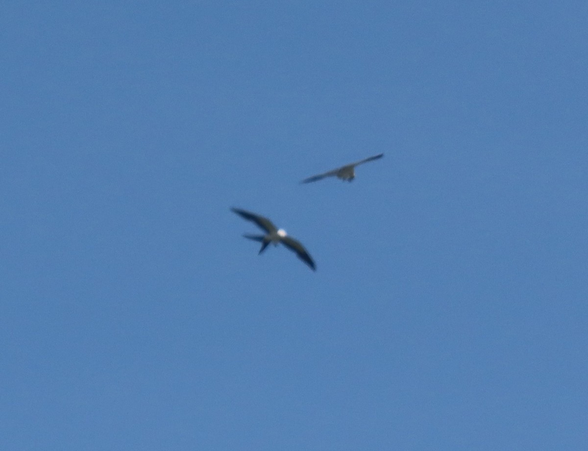 Swallow-tailed Kite - ML621579195
