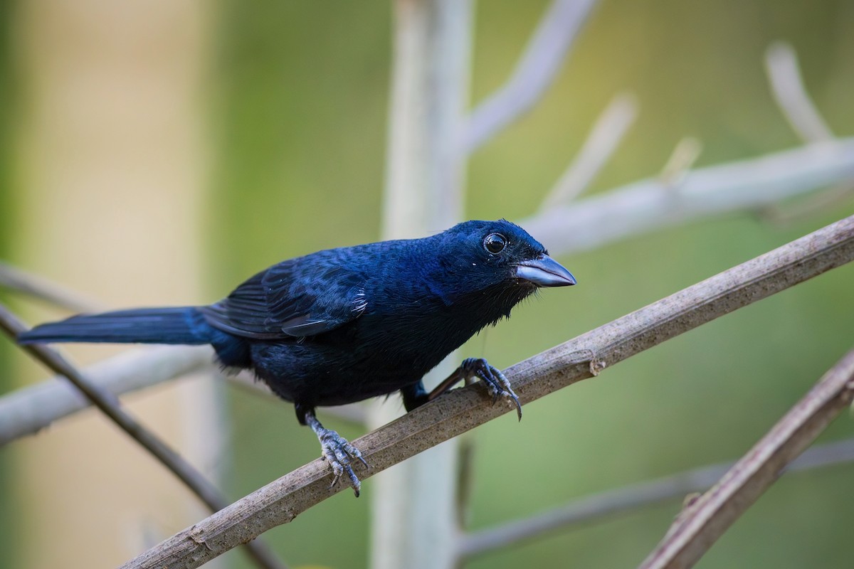 Ruby-crowned Tanager - ML621579196