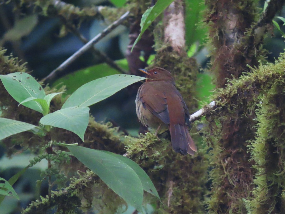 Rufous-brown Solitaire (Chestnut-throated) - ML621579198