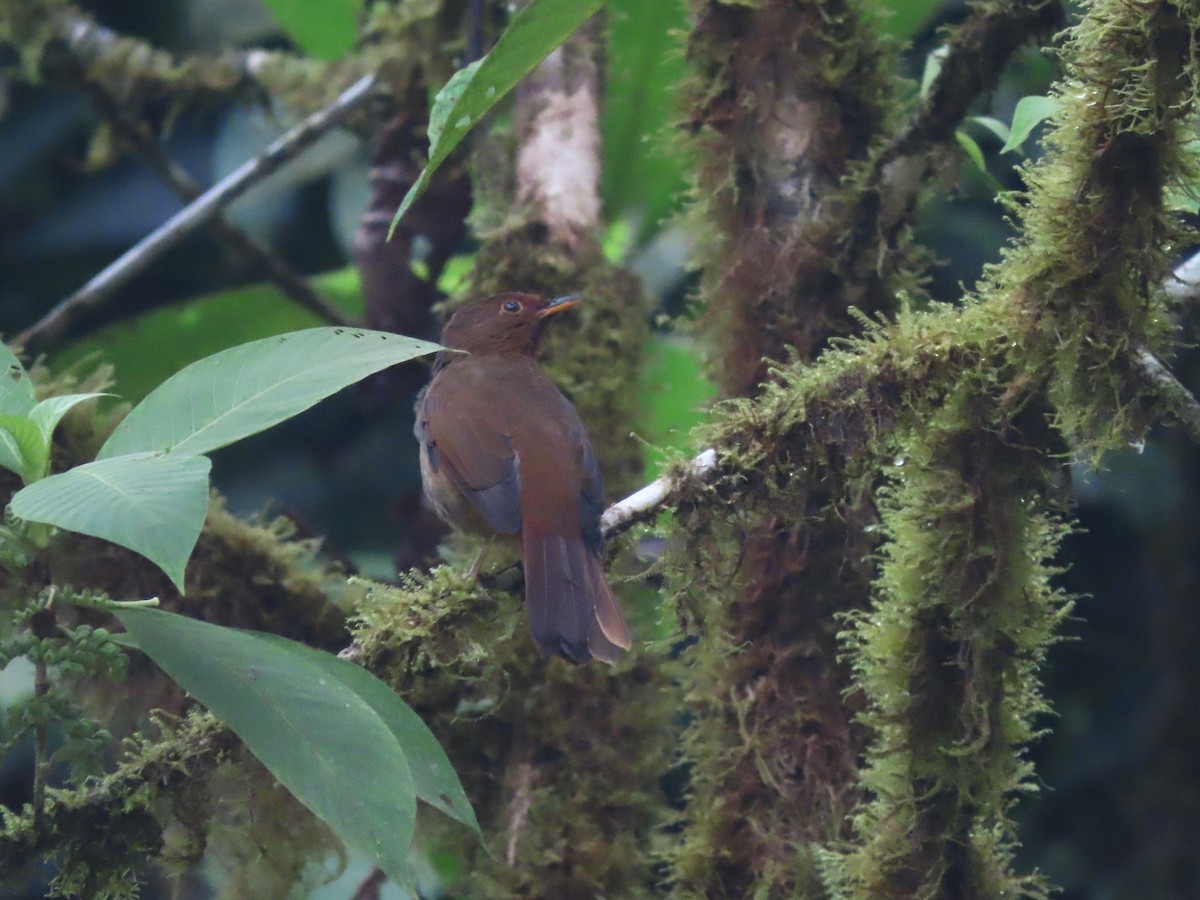 Rufous-brown Solitaire (Chestnut-throated) - ML621579199