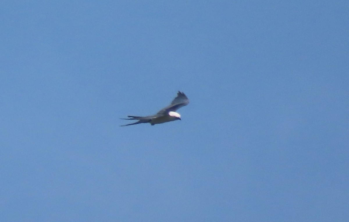 Swallow-tailed Kite - ML621579202