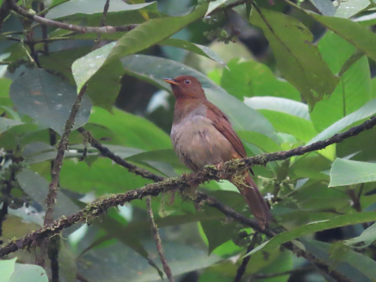 Rufous-brown Solitaire (Chestnut-throated) - ML621579203