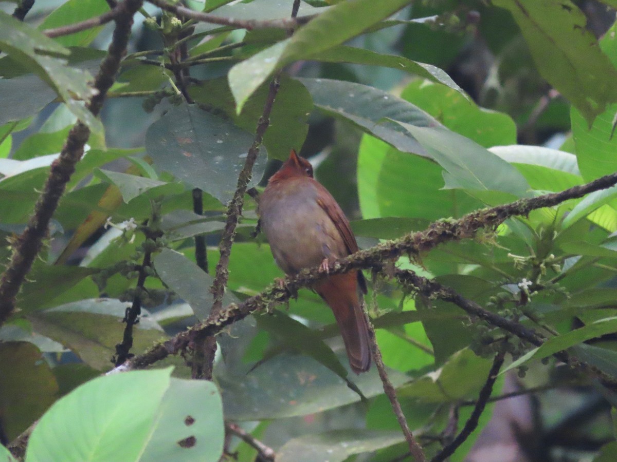 Rufous-brown Solitaire (Chestnut-throated) - ML621579204